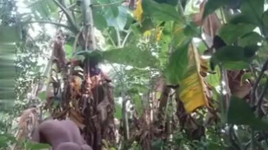 Grammo kaaj er meye ke chodani'r putul er moton bebohar korlo